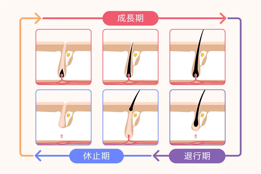 毛周期（成長期・退行期・休止期）